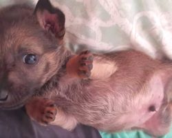 Little Pup Found Himself In A Bully Situation With Kids Pelting Him With Rocks