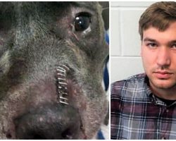 Man Shot Neighbor’s Friendly Pit Bull In The Face Through Fence For No Reason