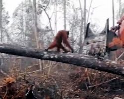 Orangutan Falls As He Desperately Tries To Stop Bulldozer Destroying His Home