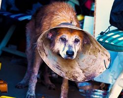 She Spent Her Life Locked In A Filthy Shack With Massive Tumors & No Vet Care