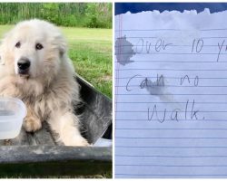 Owner Ties Immobile Dog To Sled With A Note & Dumps Him At Humane Association