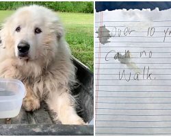 Man Left Him Tied To Sled With A Note: “Over 10 Yrs Old, Can No Longer Walk”