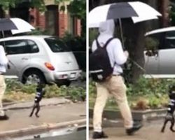 Poodle Loves Copying Dad & “Walks Like A Human” On His Hind Legs During Walks
