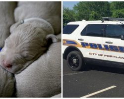 Couple Puts Seven 2-Week-Old Pups In Scorching Sun Without Their Mom For Hours