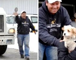 Man Rescues Unwanted Dogs From Kill List & Takes Road Trips To Find Them Homes