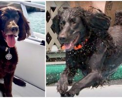 Family’s Desperately Searching For Their Spaniel Who Fell Overboard Into The Bay
