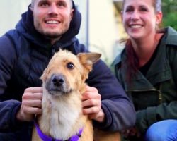 Dog Who Had His Face Cut Off By Monster, Finally Meets The Family Who Saved Him