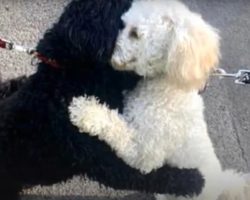 Two Strangers’ Dogs Lock Paws For A Sibling Hug While Out On A Walk