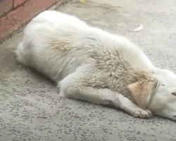 Abandoned Dog With Nowhere To Go Had To Resort To Sleeping On The Hard Concrete