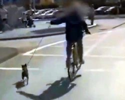 Reckless Woman Drags Tiny Dog On Leash While Cycling On Busy Street On Hot Day