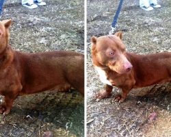 Weird “Pit Bull-Dachshund” Puppy Wanders Into Man’s Backyard & Begs For Help