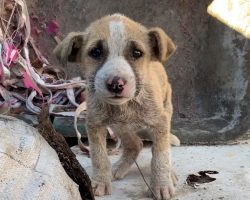 Little Puppy Found Standing Guard Over Sibling’s Body On Side Of Busy Road