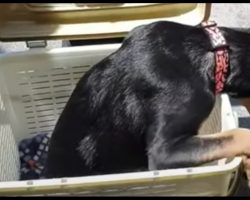 Basket Contained Dog With “Half Of A Body” That No One Wants, Sets Eyes On 1 Man