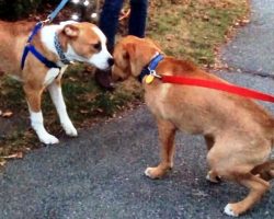 Bonded Dogs Devastated As One Of Them Gets Adopted & The Other Is Left Behind
