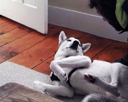 Dad Says It’s Time To Go To The Kennel, But “Talking” Dog Straight Up Says “No”