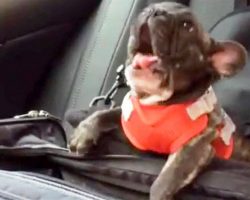 Puppy Is Angry That Mom Put Him In The Backseat, Throws The Cutest Tantrum Ever