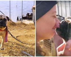 Pug Awaiting Slaughter Smothered Rescuer In Kisses After She Cut His Chain Off