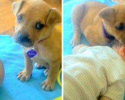 Rescue Puppy Is Too Scared To Fall Asleep But Baby’s Soft Head Changes Her Mind