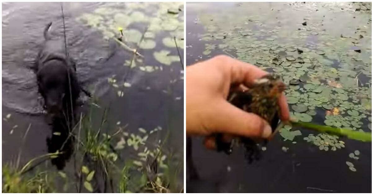 Heroic dog rushes into water to save drowning bird