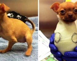 Her Owner Threw Her Out On The Streets Because She Was Born Without Front Legs