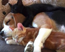 Beagle Never Birthed Any Pups, But She Nurses Kittens That She Took In