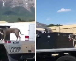 People Cruising Down The Highway Spot Loose Dog On The Back Of A Flatbed Truck