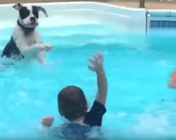 Dog Joins Kids In The Pool And Mimics Them After Learning To Splash