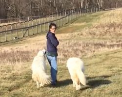 Dogs And Mom Start Their Walk When The Chickens, Ducks, And Goats Come Along