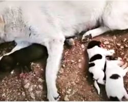 Car Paralyzed Dog As She Went Into Labor, Mama & Baby Cling-On And Ask For Prayer