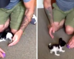 Dad Of The “Smallest Dog In The World” Is Willing To Do Anything To Protect Her
