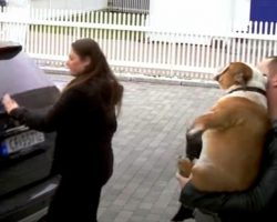 Family Going On Vacation Leave Their Dog In Kennel & Hope The Dog Stops Weeping