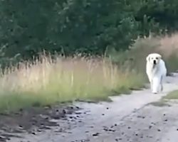 They’re Losing Hope Of Finding Their Pet When Big White Dog Appears In The Road