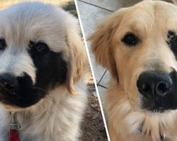 Golden Retriever Was Born With A Rare Genetic Mutation, And It Made Him Incredibly Adorable