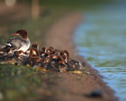Photographer Spots Mama Duck Leading 76 Little Ducklings Through The Water