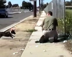 Stray Mama Dog Freaks Out When She Sees A Man Trapping Her Only Puppy In A Net