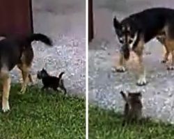 Mom Brings Home Abandoned Kitten & Asks Her Senior Rescue Dog To Watch Over Him