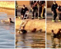 Heroic Police Officer Dives Into Canal And Saves Dog From Drowning