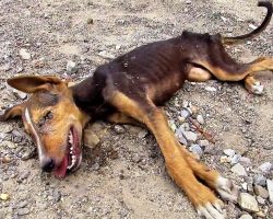 Dying Homeless Puppy Wags Her Tail One Last Time In A Final Attempt To Get Help