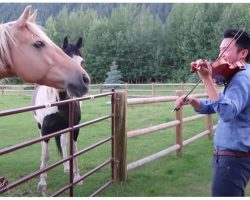 Man Playing Violin Is Joined By 2 Horses Who “Dance” To His Musical Serenade