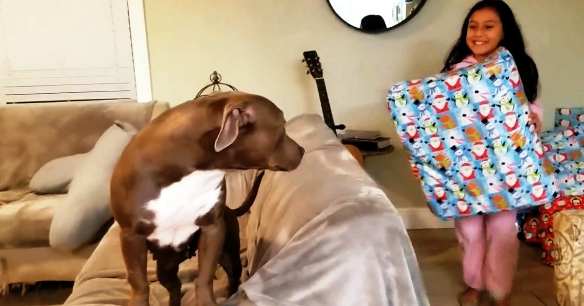 Rescue Dog Runs To Thank Little Girl For Getting Her The 1st Present In Her  Life