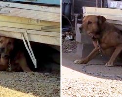 Owner Chains Dog To One Spot For 15 Years, Mocks Anyone Who Tries To Save Him