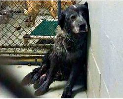 Broken Dog Shot & Run Over Slumps Against Shelter Wall, He Has No Medical Care