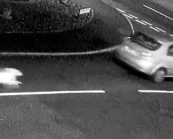 Man Shamelessly Dumps His Dog On Street, The Desperate Dog Chases After His Car