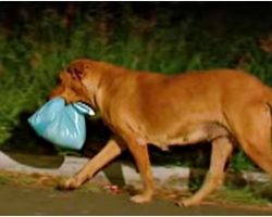 Woman Took-In Street Dog That Escaped Every Night, Eventually Followed Him