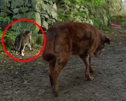 Dog Goes Blind After Being Slammed Into Wall, But A Cat Becomes His Unlikely Guide