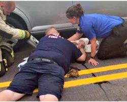 Selfish Owner Ran Off As 1st Responders Work To Bring Puppy Back To Life