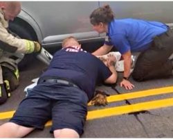 Selfish Owner Ran Off As 1st Responders Work To Bring Puppy Back To Life