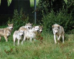 Forest Was Dying And There Was No Hope Left, Until A Pack Of Wolves Walked In