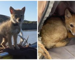 Rafter Prevents Coyote Pup From Drowning & Takes Him On 10-Day River Voyage