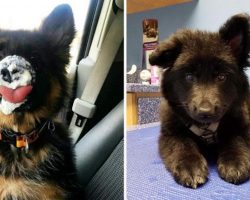 10+ Pics That Prove German Shepherd Puppies Are The Purest Creatures On The Planet